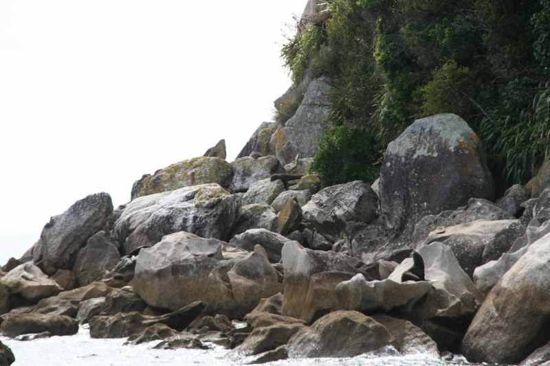 Nieuw-Zeeland 2011 - 1001